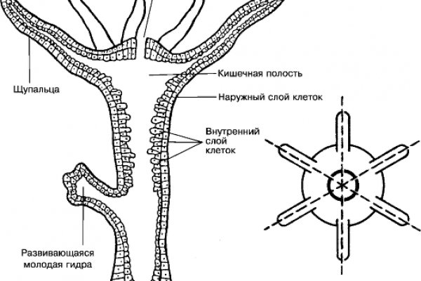 Украли аккаунт на кракене даркнет